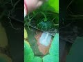 merea chota sa garden