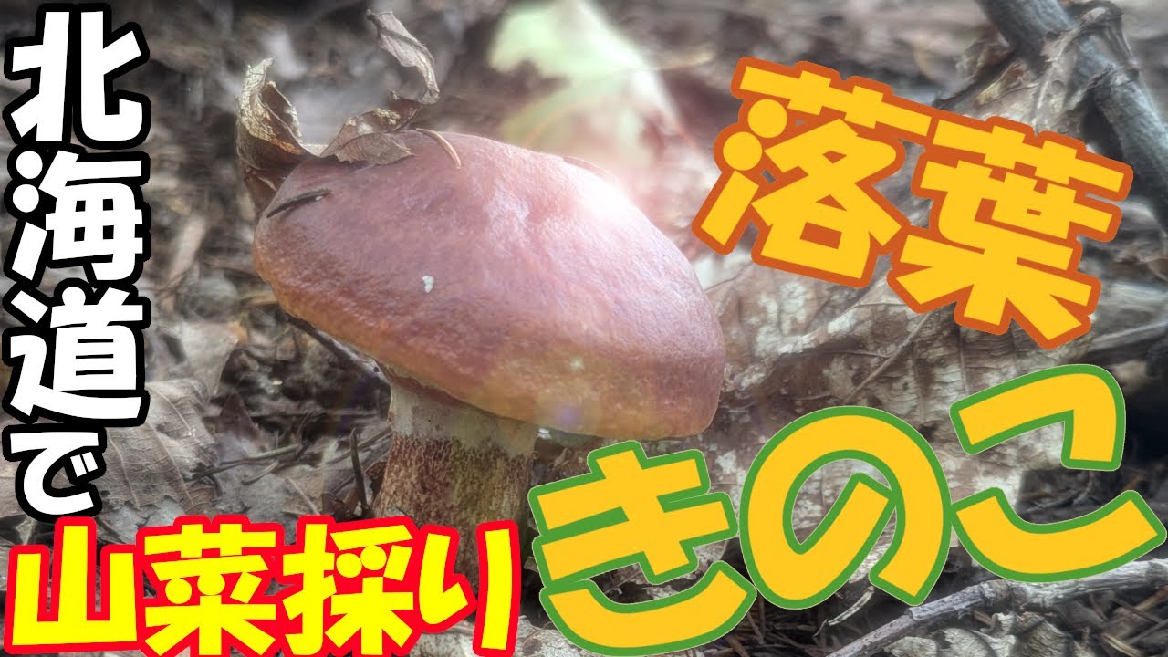 落葉きのこ採ったど～ in 北海道 #北海道 #ニセコ #落葉きのこ 