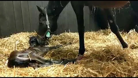 22.01.17 First Foal by Clovis Du Berlais to arrive...