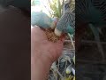 Discover the Colorful Budgie World That Is Fascinating Bird Enthusiasts in Austin 1