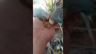 Discover the Colorful Budgie World That Is Fascinating Bird Enthusiasts in Austin 1
