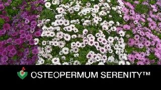 Boutures - Ostéospermum Serenity™