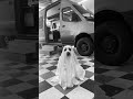 Even the ghosts are lining up...