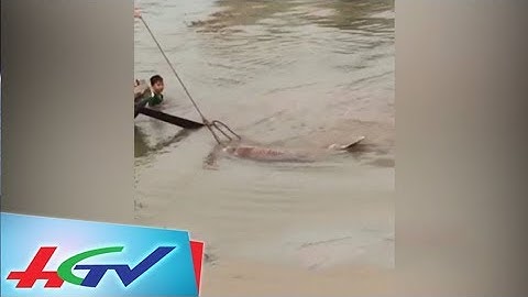 Ngư dân may mắn đánh lưới được cá “trăm triệu”