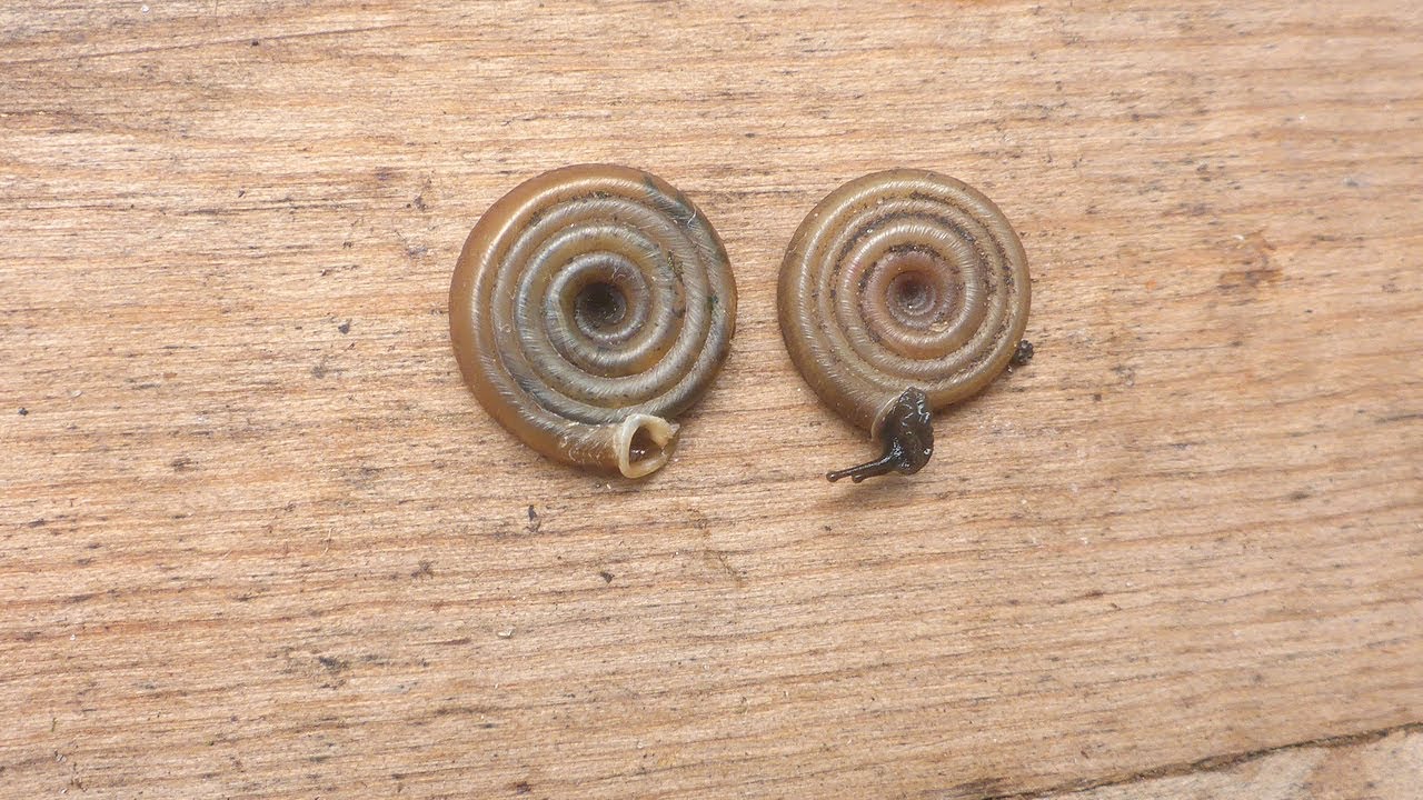 Polygyra septemvolva Say, 1818 Florida Flatcoil Snail