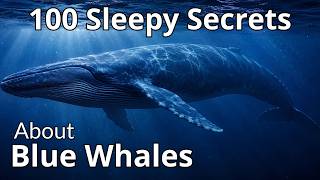 100 Sleepy Secrets About Blue Whales | To Fall Asleep To