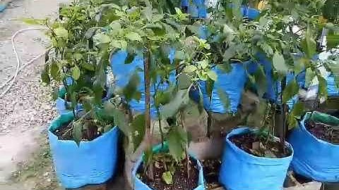 GRADE 6  STRAWBERRY TLE 6  ICT PERFORMANCE TASKSHARLOU & COMPANY