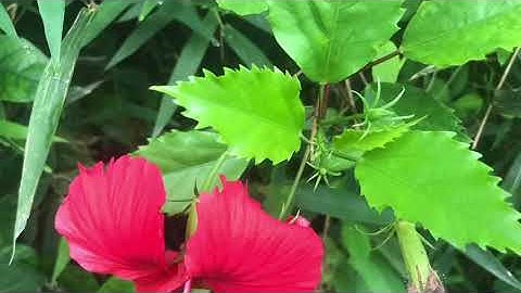 Râm bụt - Cây thuốc quý chữa nhiều bệnh