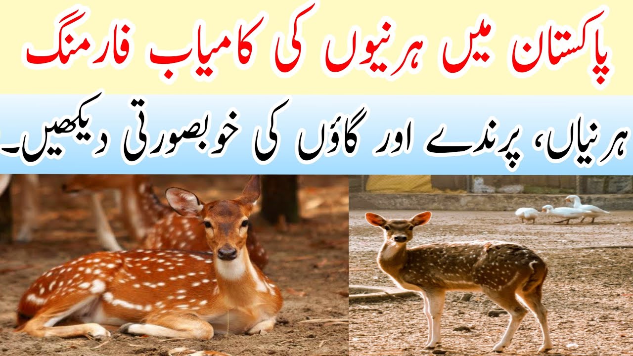 Exploring Deer Farming in Pakistan & Village Life: Wildlife ...