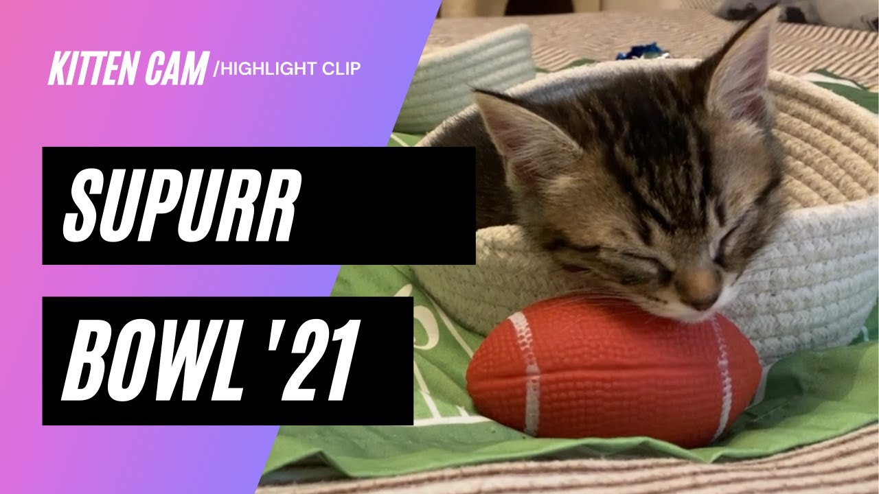 SuPurr Bowl II - 2021 02 07 - Kitten Bowl - Kitten Cam FULL Livestream Archive