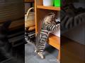 Cat is an ENVIRONMENTAL Protector🥰❤️#catlovers #catshorts #catlove #cute #cats #catvideos