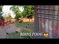 Aksha Park Birds Food 🤠👍♥️