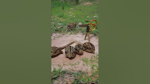 Simple Creative bird trap easy - Quail trap #shorts #simple trap #birds
