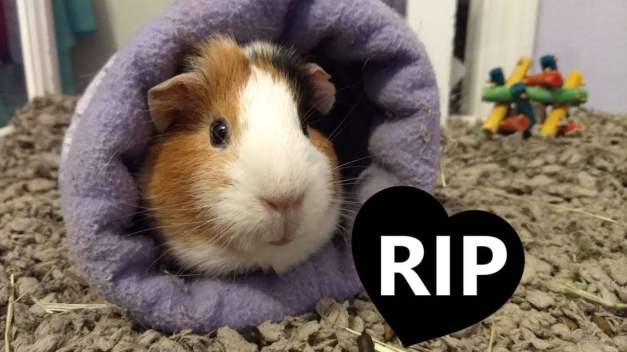 Jojo Passed Away YouTube