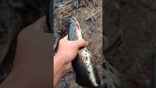 Tajur nya sampai patah kawan #mancingmania #strike #mancingliar #mancingreels #mancing