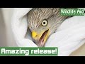An amazing release for injured red kite!