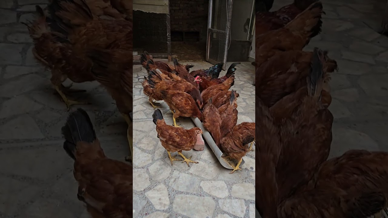 Desi and Rir Murga Murgi 🐤