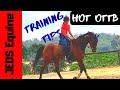 How To Train The Hot OTTB | Introducing Theo- A New Addition To Our Yard