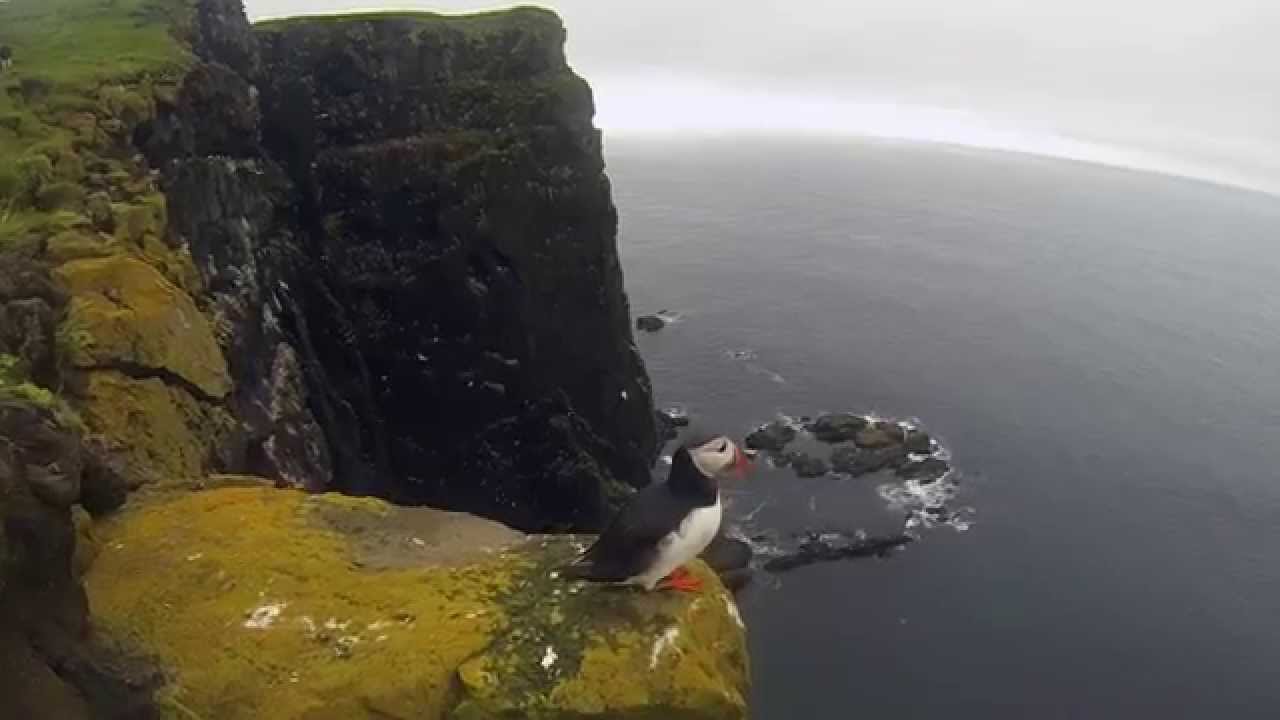 Látrabjarg (Vestfjörðum, Iceland) — Latrabjarg — video poster