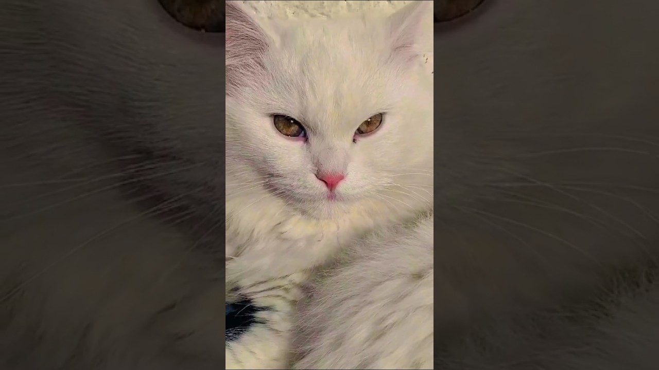 My Cat Became Best Friends With My Parrot — So Cute to Watch!”