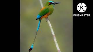 la ave nacional de El Salvador