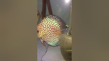 Cách nuôi và chăm sóc sử lý nước nuôi cá đĩa sinh sản