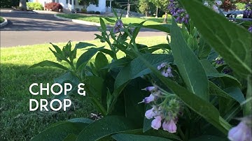 Chop & Drop Comfrey: Fertilizer for my Figs and Pawpaw