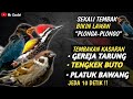 NGERIII..!!!MASTERAN KASARAN || TEMBAKAN GEREJA TARUNG, TENGKEK BUTO SAMBUNG PLATUK BAWANG !!