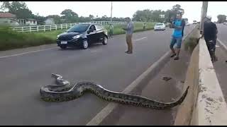 People Stop Traffic To Help Enormous Snake Safely Cross The Road