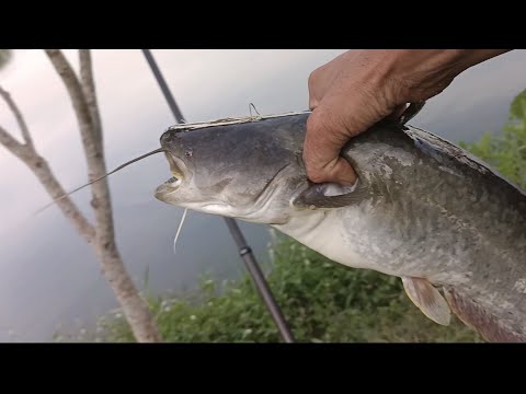 Video: Mẹo để Câu cá Catfish ở Hồ