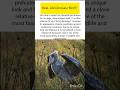 Real-Life Dinosaur Bird Shoebill #shoebill #ukwildlife #usawildlife #wildlife #shorts