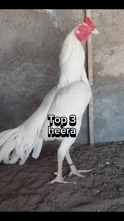 Top 5 Best Aseel Roosters #aseels #aseelmurga #shorts #viral