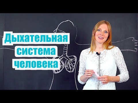 Биология | Как мы дышим? Дыхательная система человека