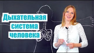 видео Дыхательная система. Как работают легкие, бронхи, бронхиолы, альвеолы