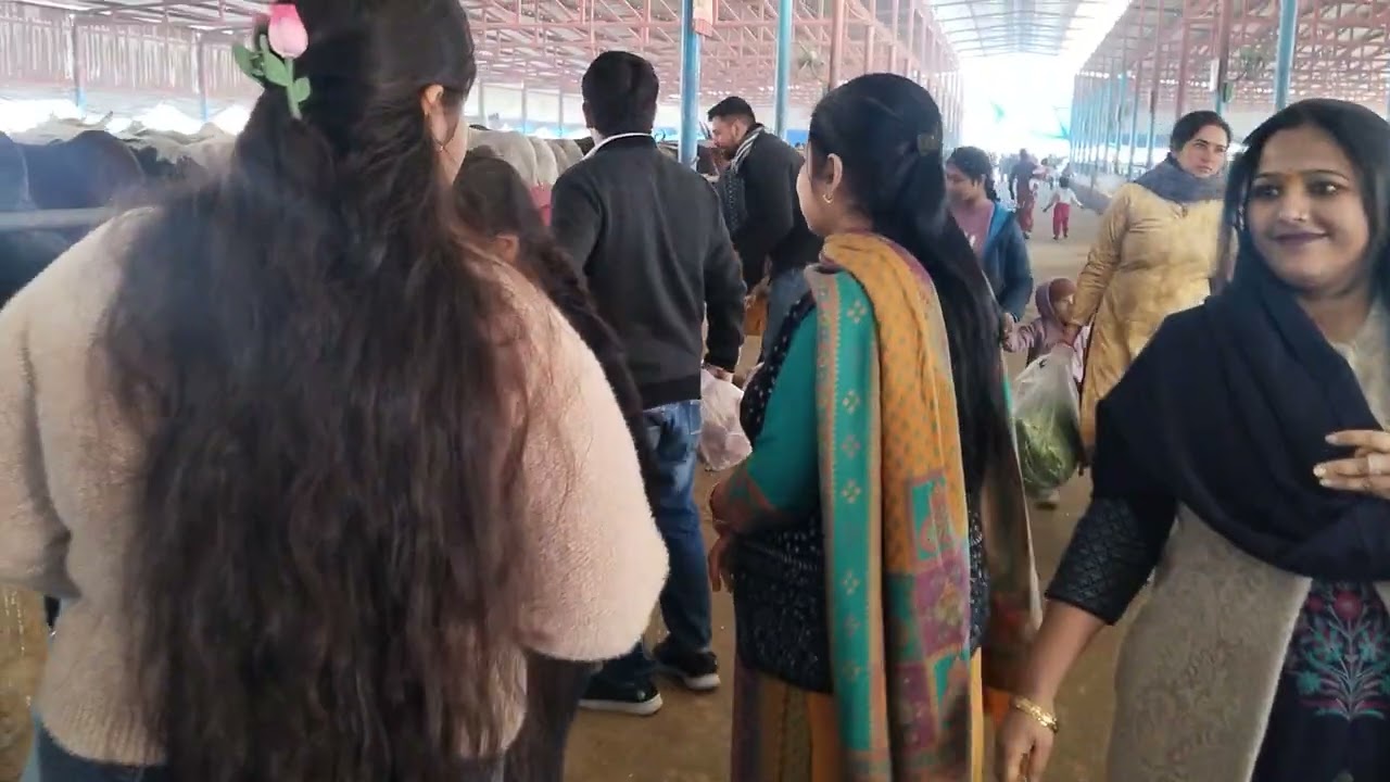 Maker sankranti cow ke sath 🙏🏻