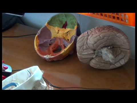 IX cranial nerve