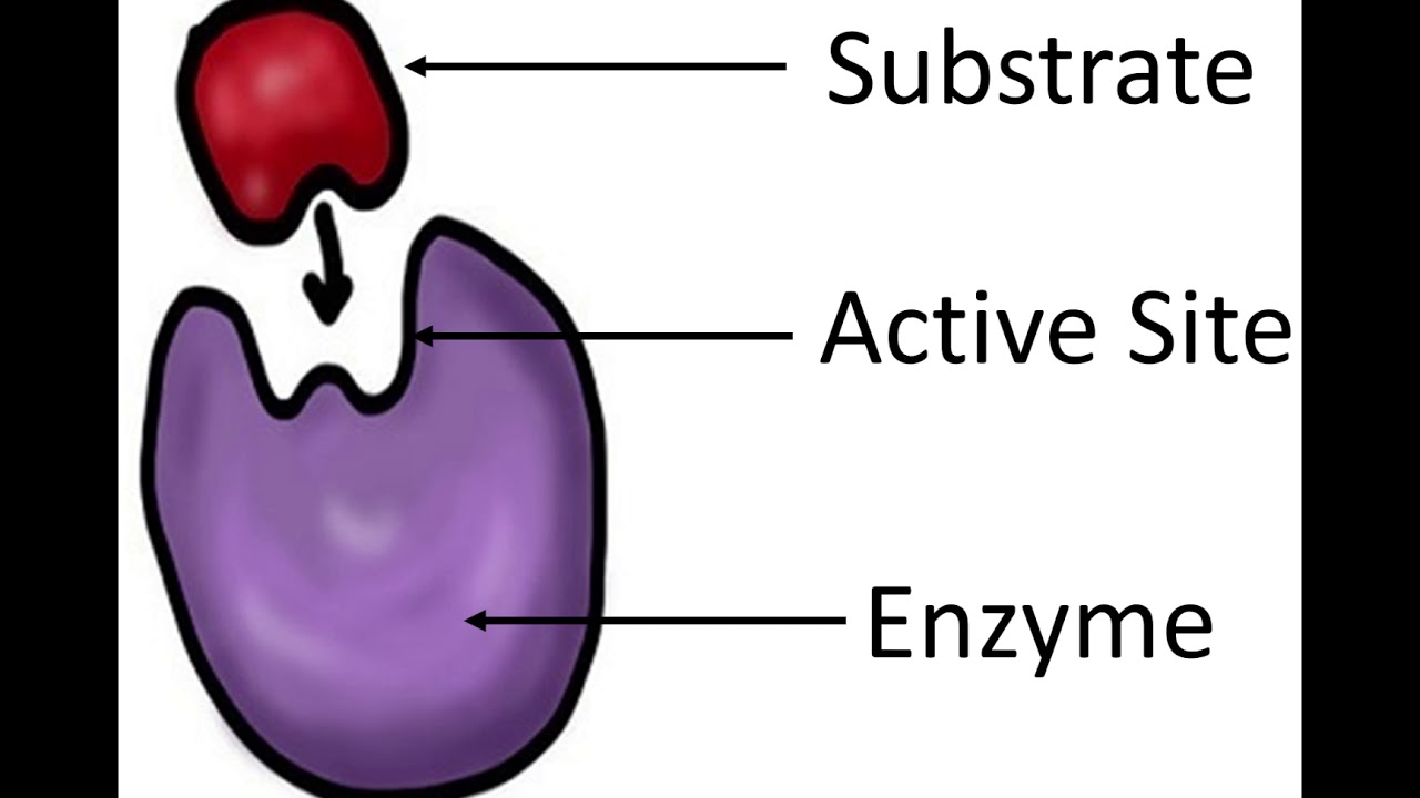 KS4 Digestive System - 4 Enzymes - YouTube