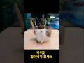 바이킹 할아버지 검사!!! 작품 보신분들 빙그레 한번 웃어 주시면 새로운 작품 만드는데 힘이 됩니다 행복하루 되세요 ^^ #집구석공방ㅎㅎ