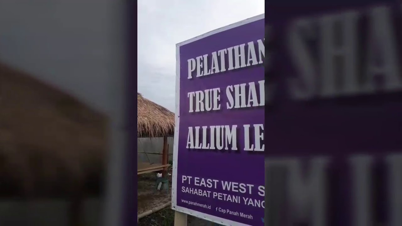Budidaya Bawang Merah dari Biji /TSS SANREN F1 dan LOKANANTA di Lombok
