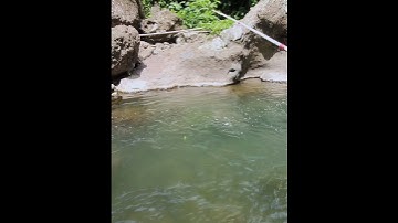 Hari ini pesta pora!! Mancing wader arus deras tarikannya mantap-mantap #mancingwader #joranlentur