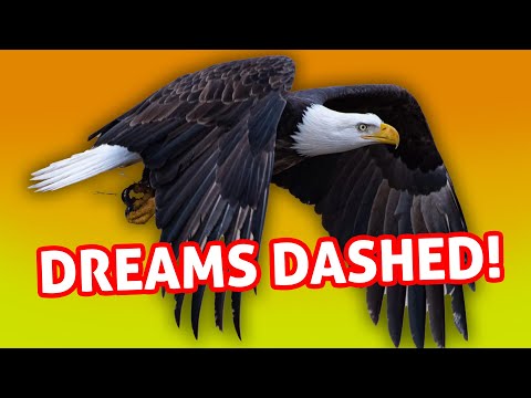 July 2, 2025: We Are Betting On THE EAGLES! Stream Interruption Imminent!