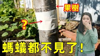 Why fruit tree ants disappeared? 只用這1個家家都有的東西, 樹上螞蟻蚜蟲都消失了！果树防虫秘籍, 一招搞定