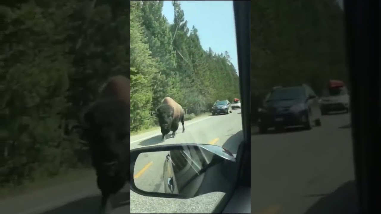 shocking bison attack 