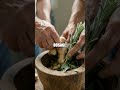 The Quiet Atlas of Natural Healing