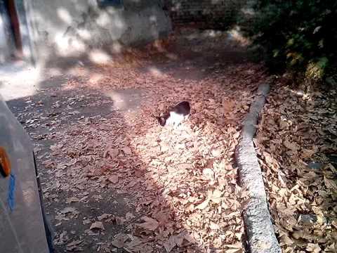 კნუტ ნორისი 2