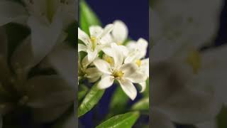 silent shoot #chill #photography #stressrelief #smartphone #diy #solo #flowerimages