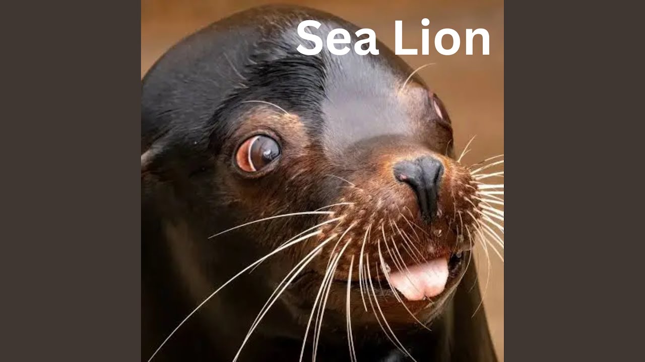 Sea Lion