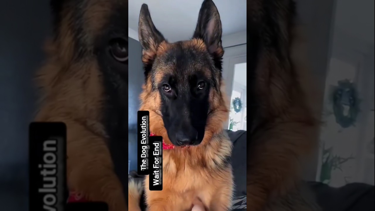 Dog Evolution Shorts | Viral Edition✅🐕..