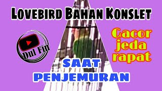Download lagu Lovebird Bahan Konslet Saat Penjemuran | Gacor jeda rapat