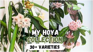My Hoya Collection 2026 🌿 | 30+ Hoyas in My NYC Jungle